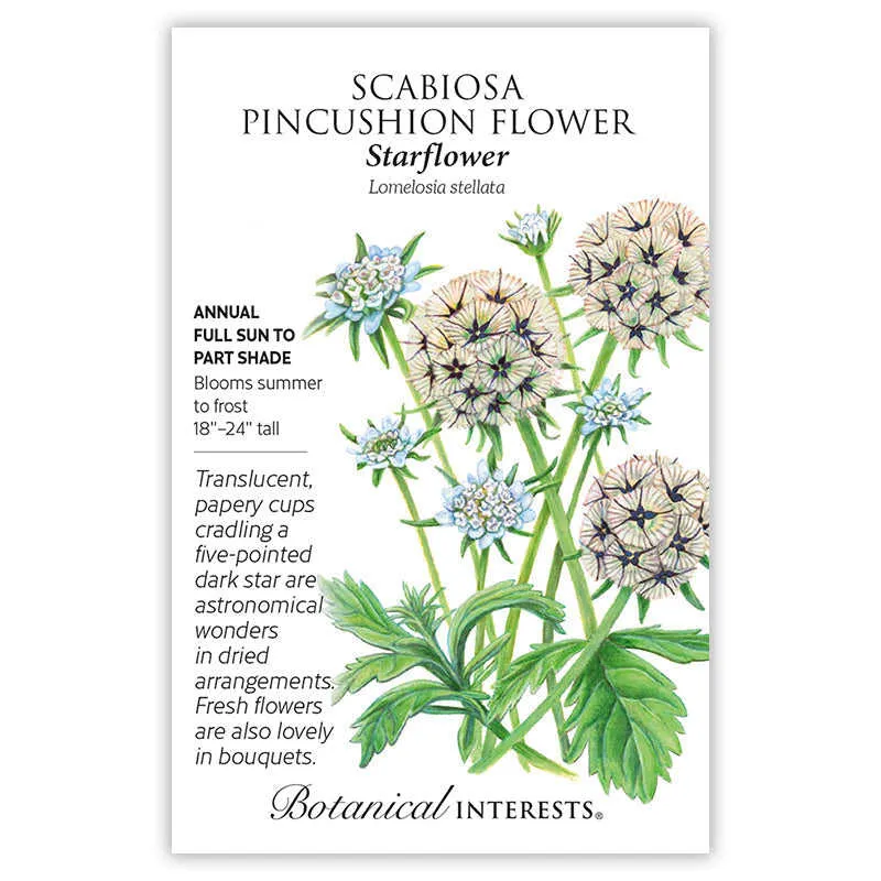 Starflower Scabiosa/Pincushion Flower Seeds